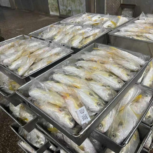 阳江深海金鲳鱼，鲳鱼，仓鱼，新批货，各种规格，一手厂家，欢迎咨询