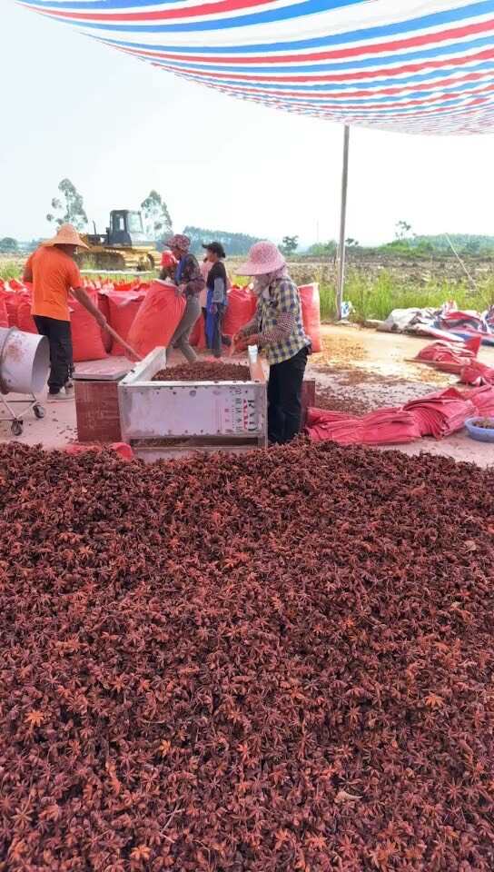 【纯干八角】广西大茴香大料卤味调料产地直供广西八角无硫足干