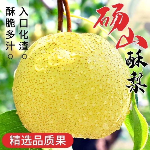 井陉县河北砀山酥梨梨子新鲜水果应当季整箱包邮特产香梨脆雪