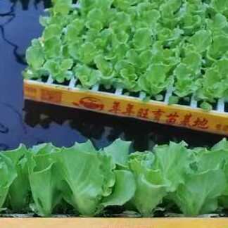 荥阳市耐热意大利生菜苗基地直供生菜苗根系发达生菜苗