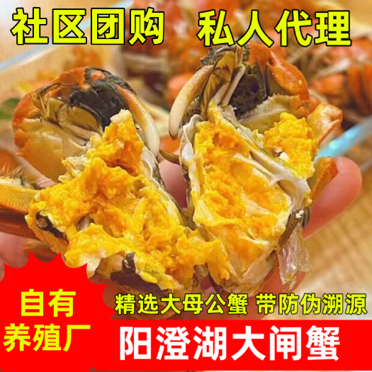 苏州友和湖蟹庄阳澄湖镇大闸蟹，按斤供应、带防伪溯源、自有养殖基地