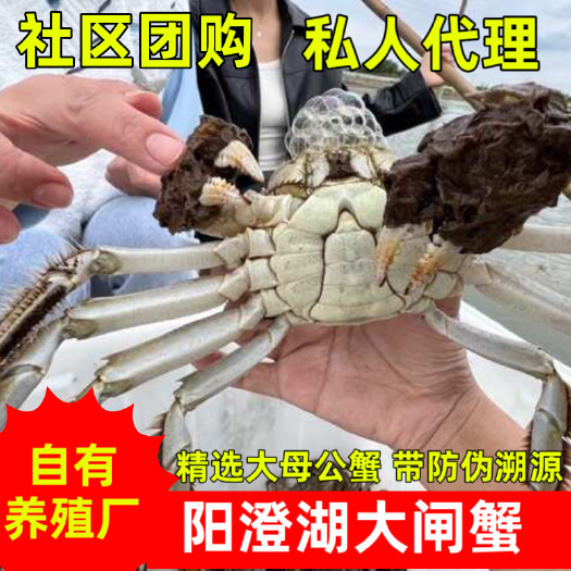 苏州阳澄湖镇大闸蟹，按斤供应、精挑细选、满膏满黄、防伪溯源