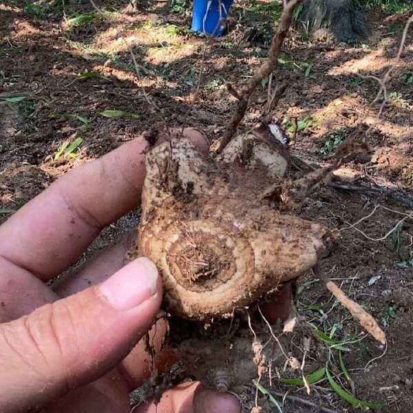 正品三叉白芨 白芨个 白芨片产地直销一首货源专业批发包邮发货