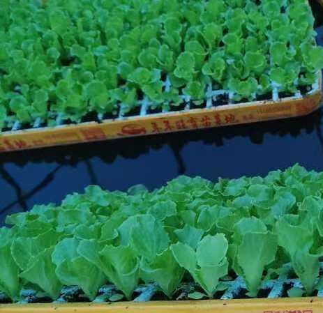 荥阳市生菜苗带土生菜苗意大利生菜苗口感脆爽生菜培育基地直发