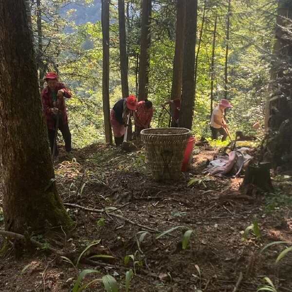 正品三叉白芨 白芨个 白芨片产地直销一首货源专业批发包邮发货