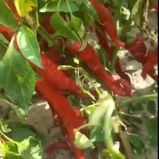 杭锦后旗青椒，红辣椒通货，有需要老板联系，可视频可发样品，量大优先