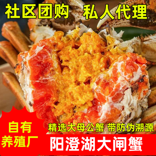 苏州阳澄湖镇大闸蟹，精美礼盒装、3母,4公共四对满膏满黄，带防伪溯