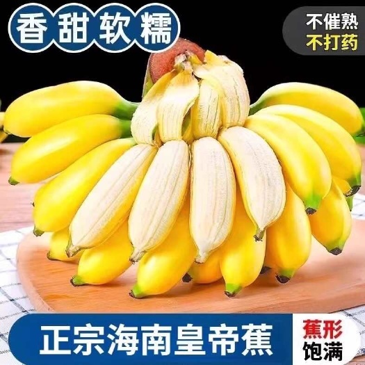 海口皇帝蕉新鲜小香蕉品种香焦小米蕉现摘现发苹果蕉软糯