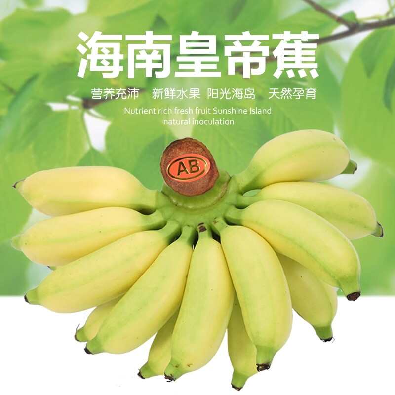 皇帝蕉新鲜小香蕉品种香焦小米蕉现摘现发苹果蕉软糯