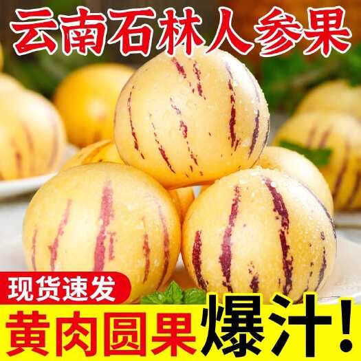 石林县云南石林人参果大果新鲜人叁果水果黄肉圆果人生果孕妇长寿