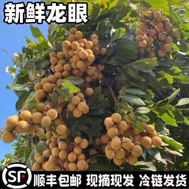 新鲜龙眼水果当季整箱盒装现摘现发应季A级大果包邮