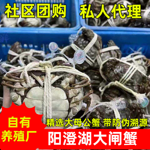 苏州阳澄湖镇大闸蟹，自有养殖区、按斤供应、带防伪溯源