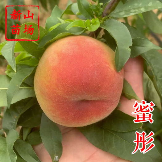 蜜彤桃苗 早熟低冷量广东广西可种植新品种春晓丽桃子树苗