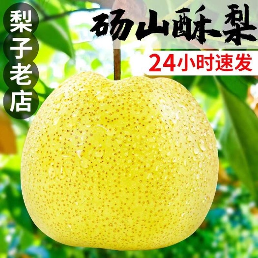 井陉县河北砀山酥梨梨子新鲜水果应当季整箱包邮特产香梨脆雪