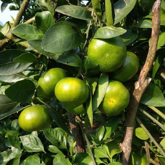 公安县温州蜜桔（国庆一号），皮薄多汁大量上市，欢迎批发