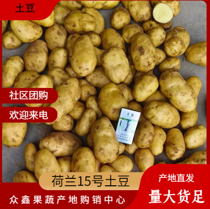 沂源县山东优质荷兰15好土豆 产地直发 可对接商超电商