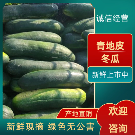 宜城市湖北青皮冬瓜产地直发精品地冬瓜，新鲜上市中，量大优惠，品质好