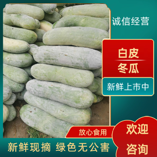 宜城市湖北白皮冬瓜，产地直发，新鲜上市中，量大优惠，品质好