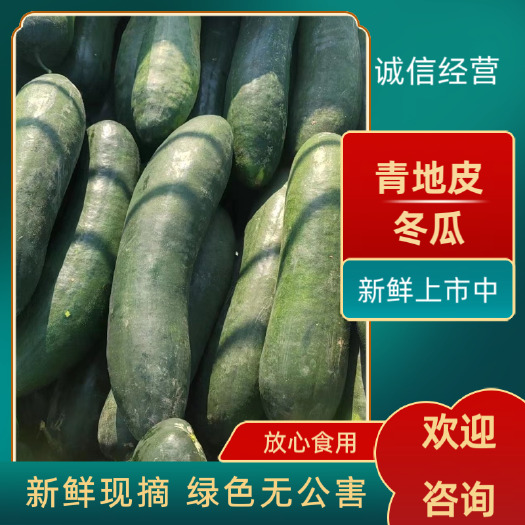 宜城市青皮冬瓜，产地直发，量大优惠，新鲜上市中，品质好