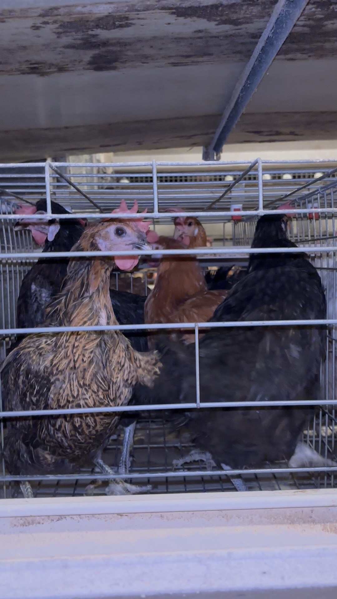淘汰鸡笼养土鸡全毛