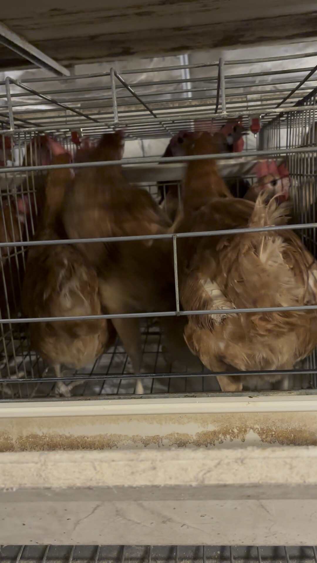 淘汰鸡笼养土鸡全毛