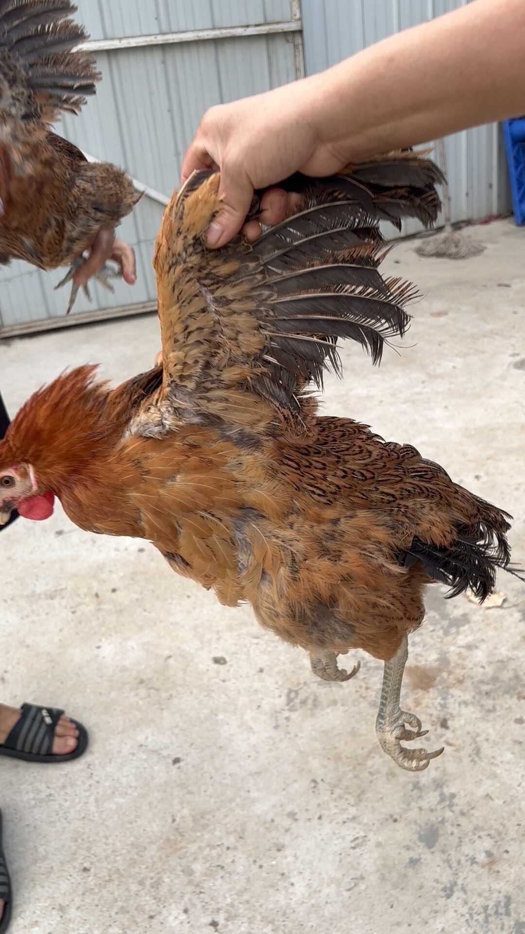 淘汰鸡笼养土鸡全毛