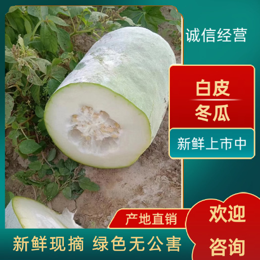 湖北白皮冬瓜新鲜上市中,产地地直发,量大优惠,条行好,耐运输