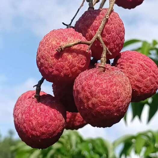 灵山县仙进奉杯苗