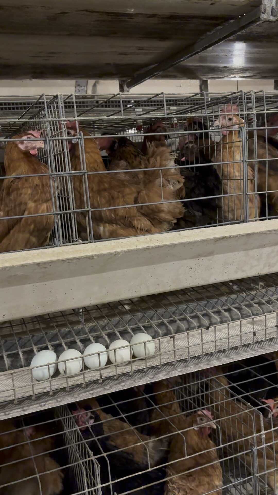 淘汰鸡笼养土鸡全毛
