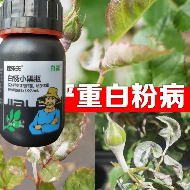 正品白粉病杀菌剂正牌真品葡萄草莓白粉药黄瓜白粉病小黑瓶生物菌