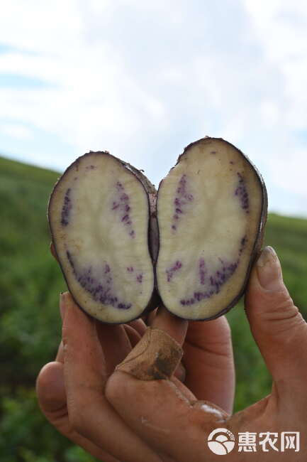 昭通大山包花青素小黑洋芋整箱批发零售