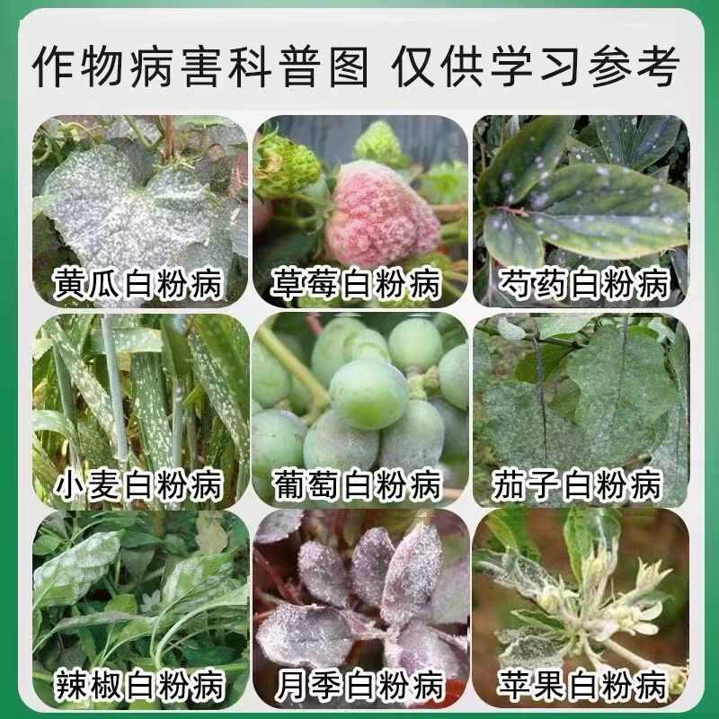 正品白粉病杀菌剂正牌真品葡萄草莓白粉药黄瓜白粉病小黑瓶生物菌