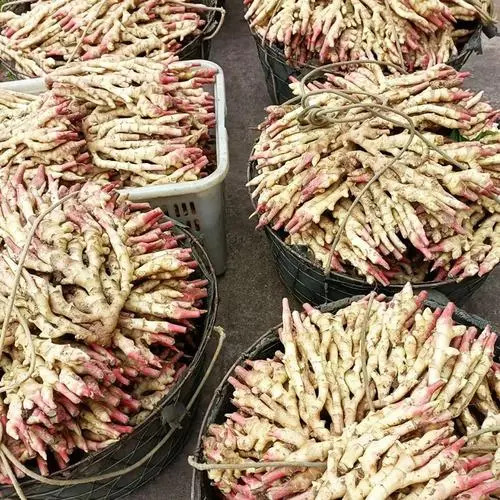 莒县新姜大黄姜 24年新货现挖现发基地发货