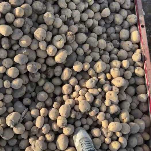 武威精品大西洋