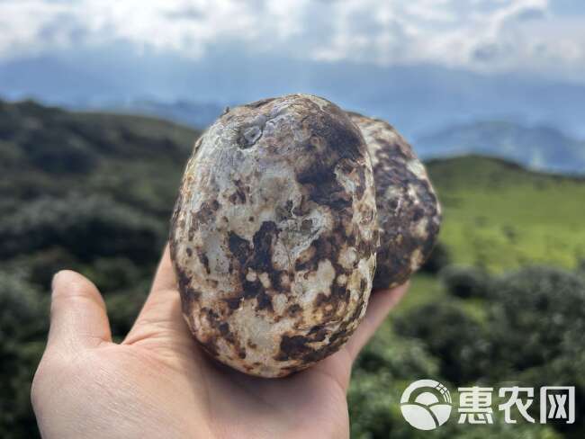 昭通大山包花青素小黑洋芋整箱批发零售