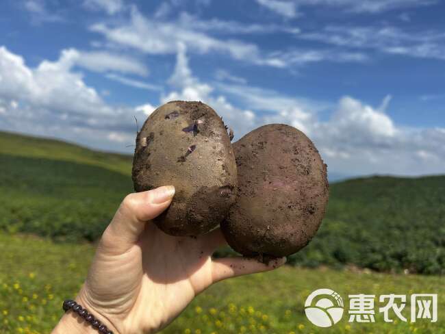 昭通大山包花青素小黑洋芋整箱批发零售