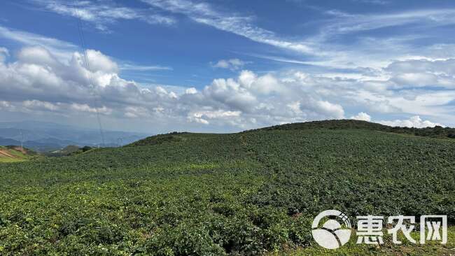 昭通大山包花青素小黑洋芋整箱批发零售