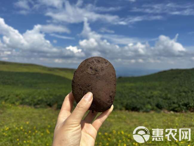 昭通大山包花青素小黑洋芋整箱批发零售