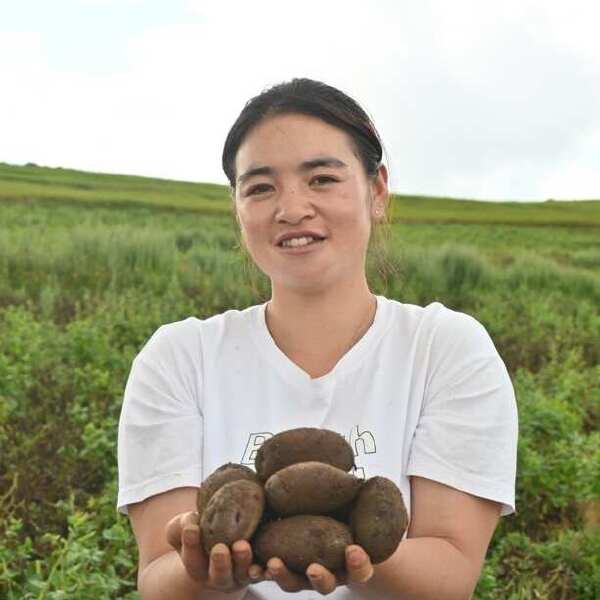 昭通大山包花青素小黑洋芋整箱批发零售