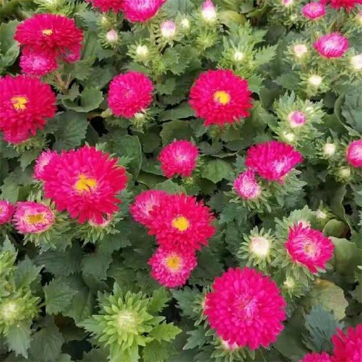 翠菊