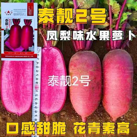 沭阳县泰靓2号凤梨水果萝卜种子口感脆甜多汁紫皮紫肉萝卜种籽高产抗病