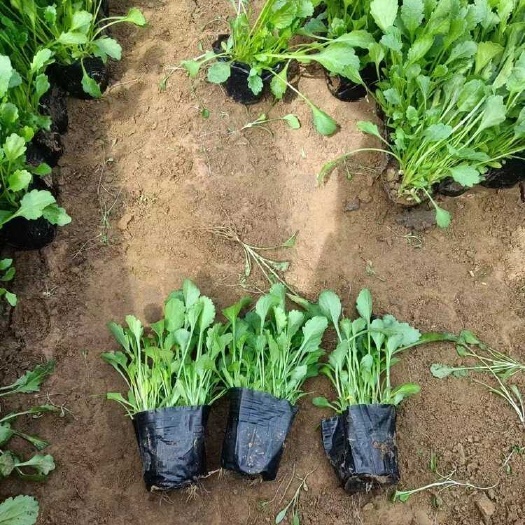 青州市大滨菊