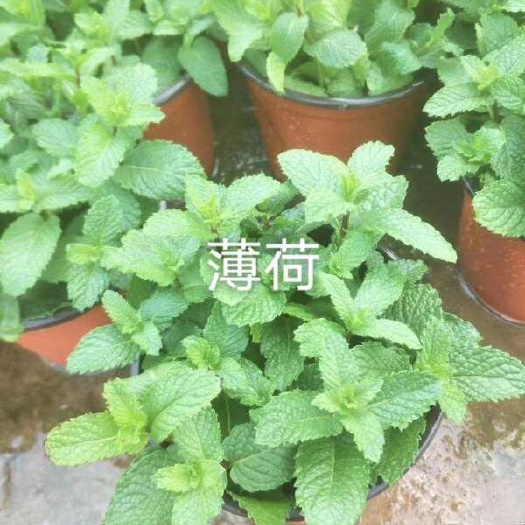薄荷