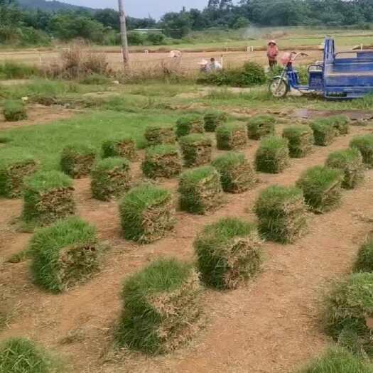博罗县兰号冷季型草坪广东惠州基地直销技术支持多种配送方式可选
