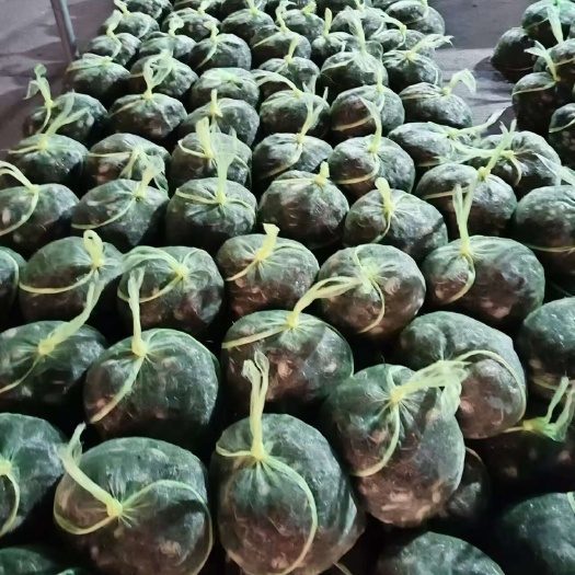 宣城皖苏大闸蟹苗  谈水优质蟹苗，，质量好，