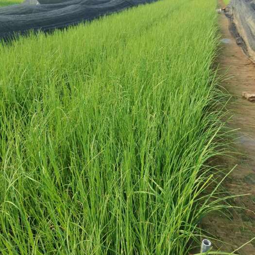 青州市矮蒲苇