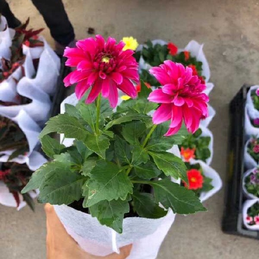 大丽花小丽花又叫小丽菊