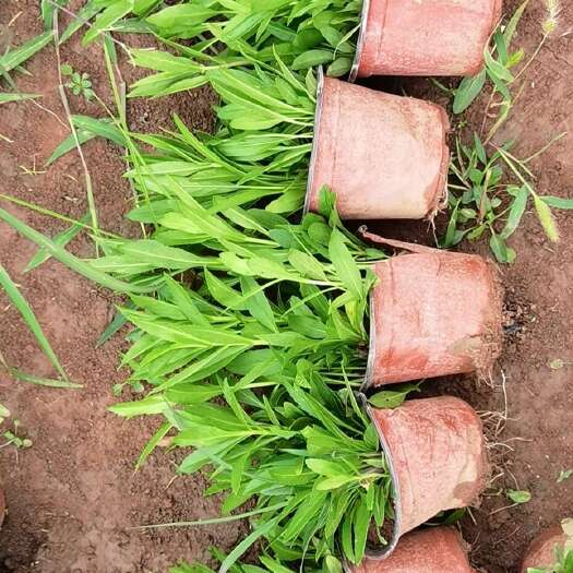 青州市假龙头又名：囊萼花、棉铃花、伪龙头等