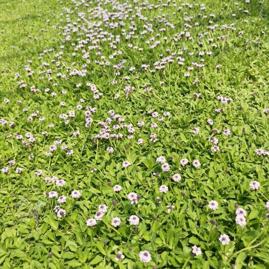 青州市姬岩垂草穴盘苗