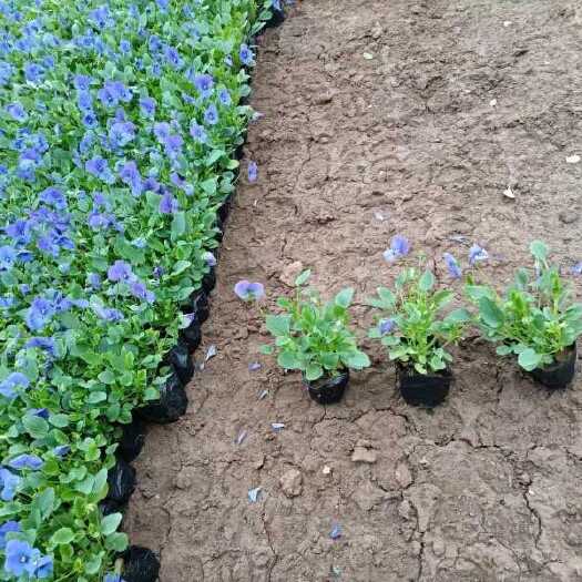 角堇是多年生草本植物，株高10-30厘米，宽幅20-30厘米